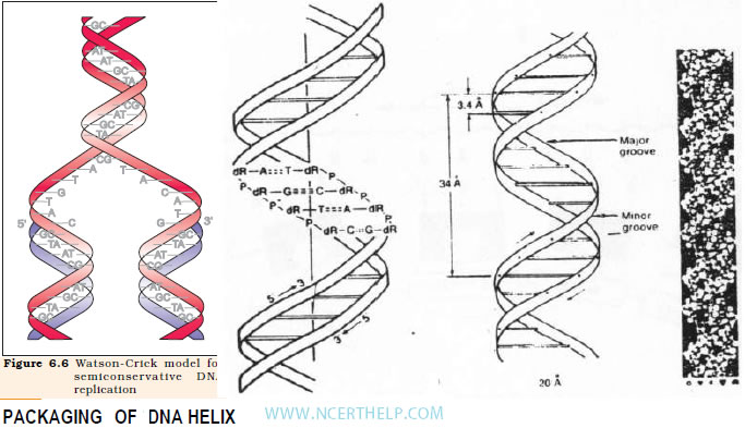 PACKAGING OF DNA HELIX